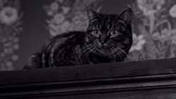 The Shadow of the Cat