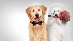 A Christmas Wedding Tail