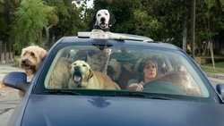 Year of the Dog