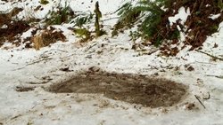 Bigfoot