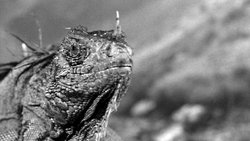 King Dinosaur