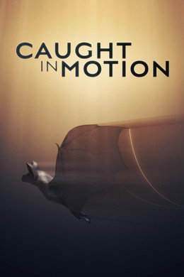 Caught in Motion