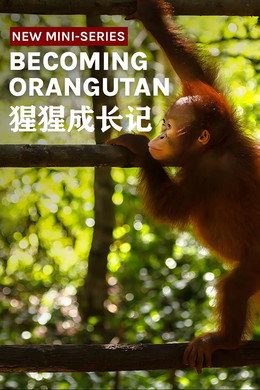 Becoming Orangutan
