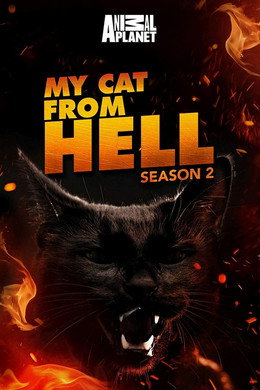 My Cat from Hell