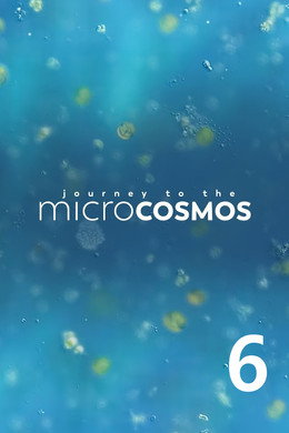 Journey to the Microcosmos
