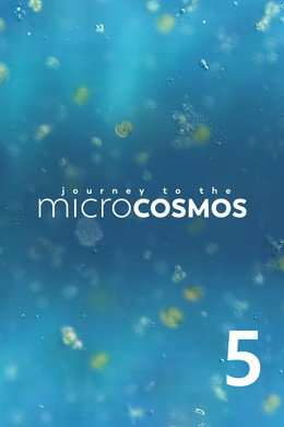 Journey to the Microcosmos