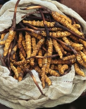 Yarsagumbu, l'or de l'Himalaya poster