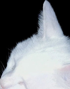 Snowbell The Cat