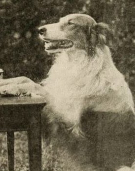 Shep the Dog