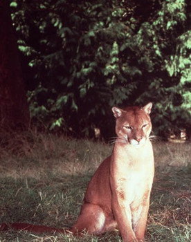 Seeta as Seeta the Mountain Lion