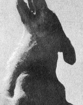Lightning the German Shepard dog as Lightning