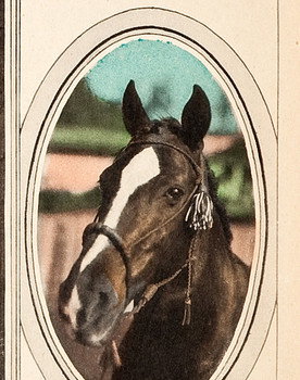 Tony the Horse