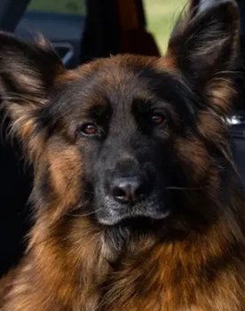 Вера фон Марс Итали