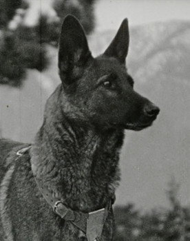 Klondike the Dog