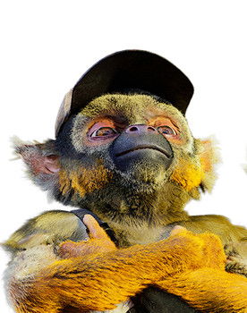 Ash as le saïmiri 1