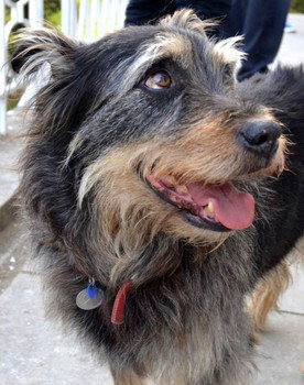 Taz Bear as Royal Hound