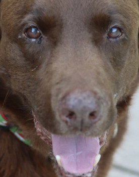 Buddy McCoy as Buddy (The dog)