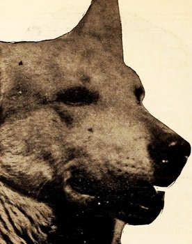 Lightnin' the German Shepherd dog as Lightnin' - the Super Dog