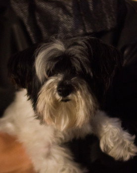 Sadie Cookie Smith
