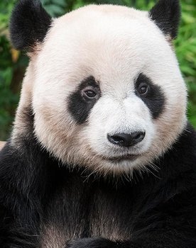 Le Bao