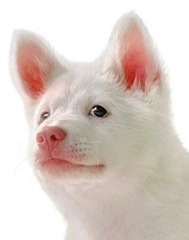 Kori as Puppy Gohan