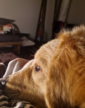 Milo