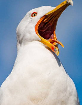 Mouette as Mouette