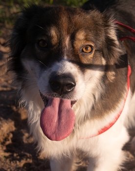 Beethoven Marcos as Beeth