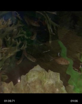 Random Fishies as Random Fishies