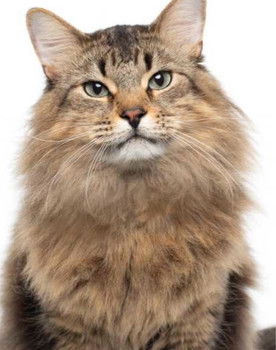 Tonic the Cat as Lenny