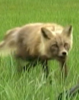 Spirit the Fox