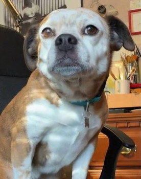 Dorothy the Dog as Sandy