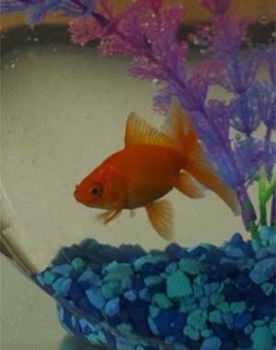 Herminio el Pez as Pez