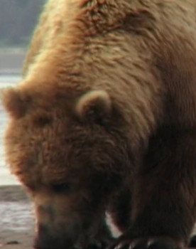 Saturn the Bear