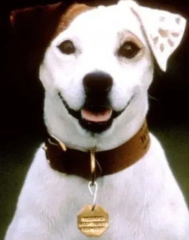 Soccer the Dog