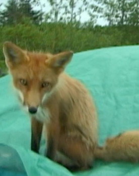 Champion the Fox