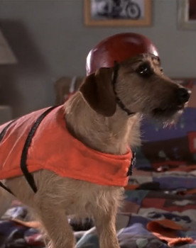 Dog