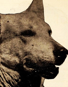 Lightning the German Shepherd as Lightning - Ken's Dog (uncredited)