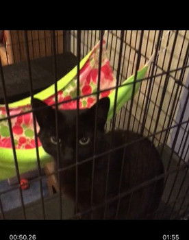 Random Black Cat as Jermaine