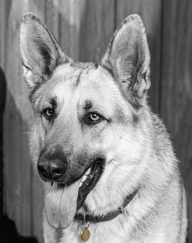 Ace the Wonder Dog