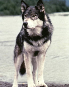Jed the Wolfdog