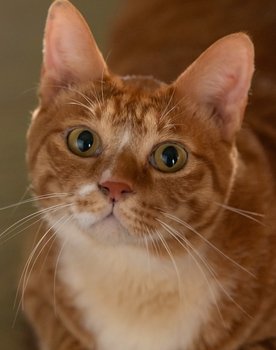 Geumdong-i as Meowmeow