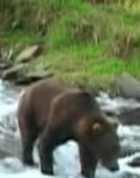 Olie the Bear