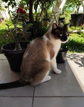 Miamia as Miamia