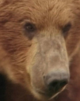 Rowdy the Bear