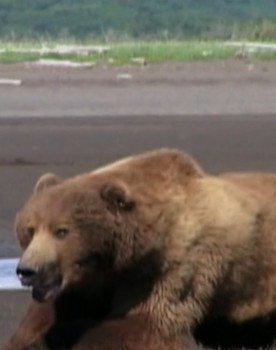 Mickey the Bear