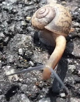 Snail as Self