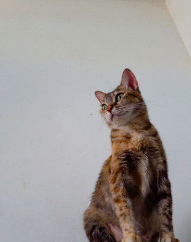 Síndrome as A Astrogatonauta