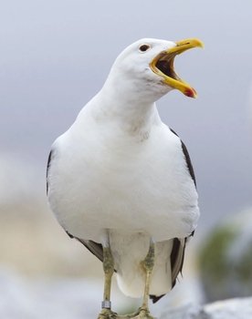 Sully Seagull as Sully "Steven" Seagull