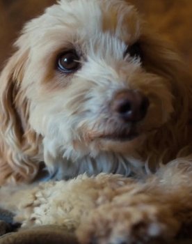 Birba as The truffle hunting dog